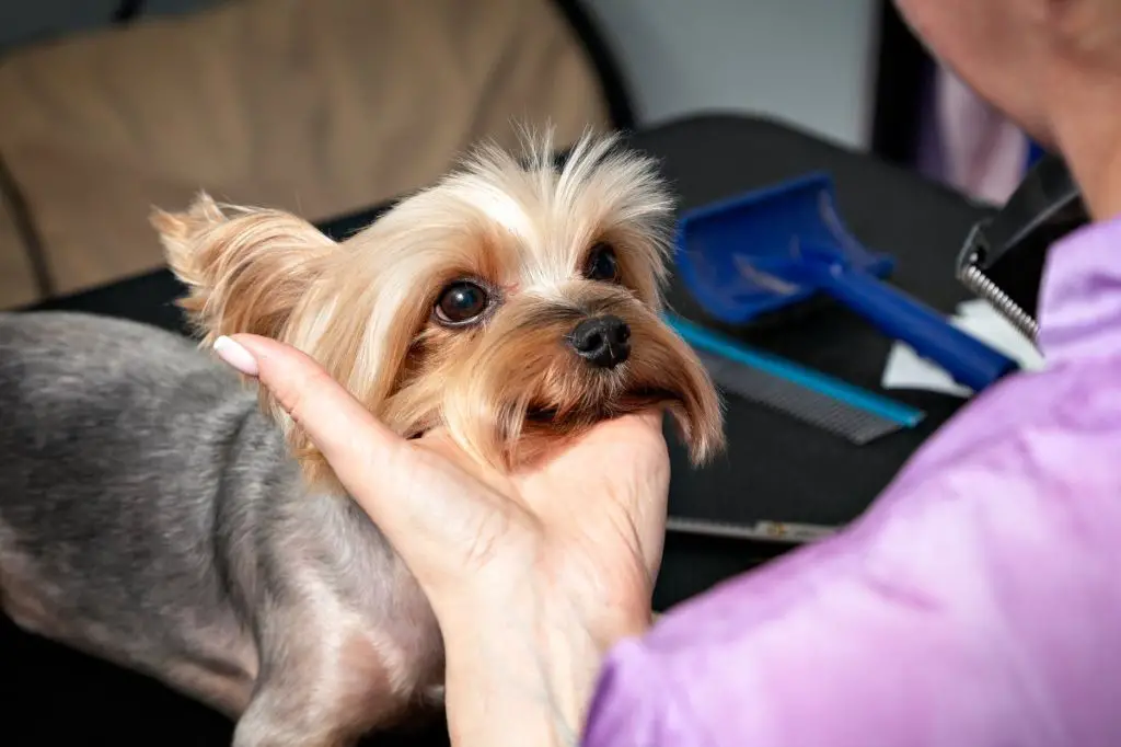 owner picking up freshly groomed dog