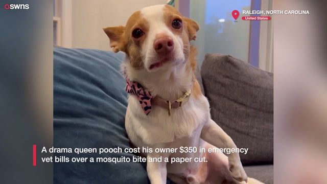 owner reviewing bill from vet for $350 allergy testing