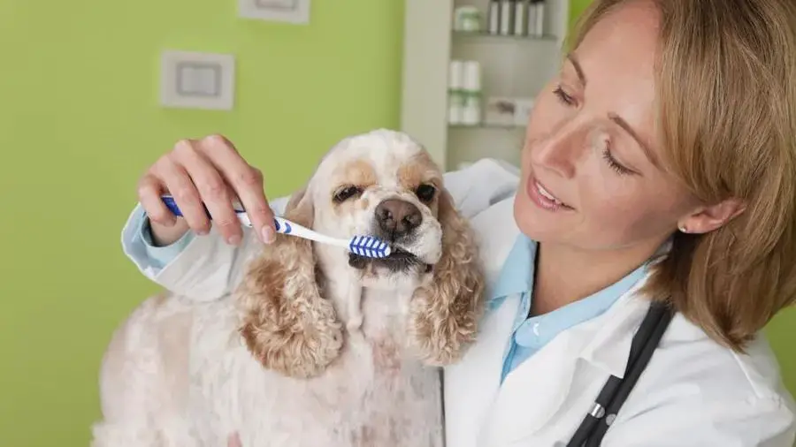 owner reviewing dental treatment estimate