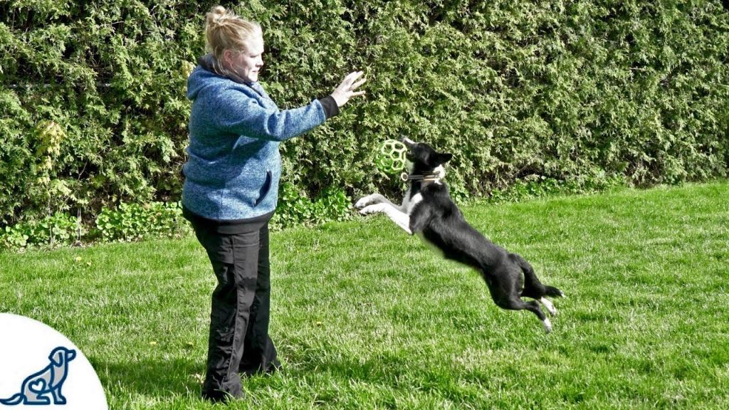 owner training dog to jump for toy