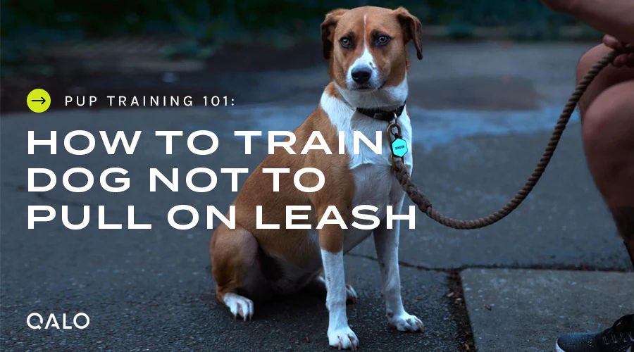 owner training their dog not to pull on the leash