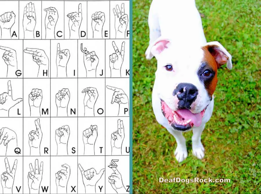 owner using hand signals to train deaf dog 