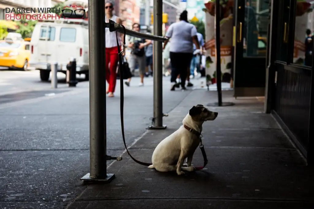 owner with dog on leash sitting outside starbucks