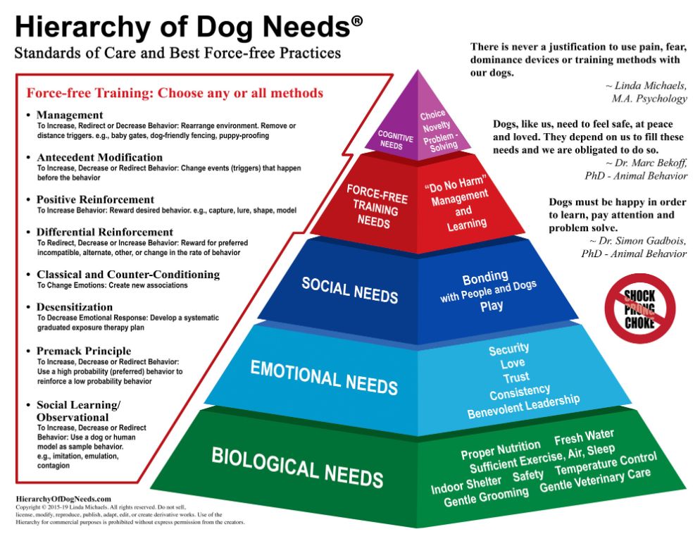 pack feeding strategies and social hierarchy