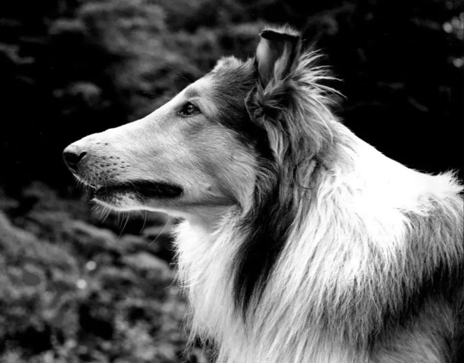 pal the original lassie dog