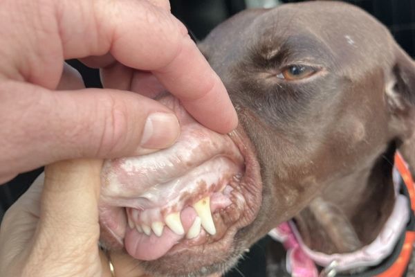 pale inner ear of a dog indicating possible anemia