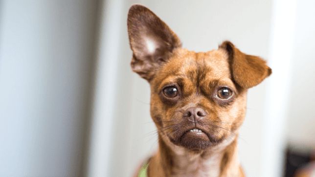 partially deaf dog responding to whistle