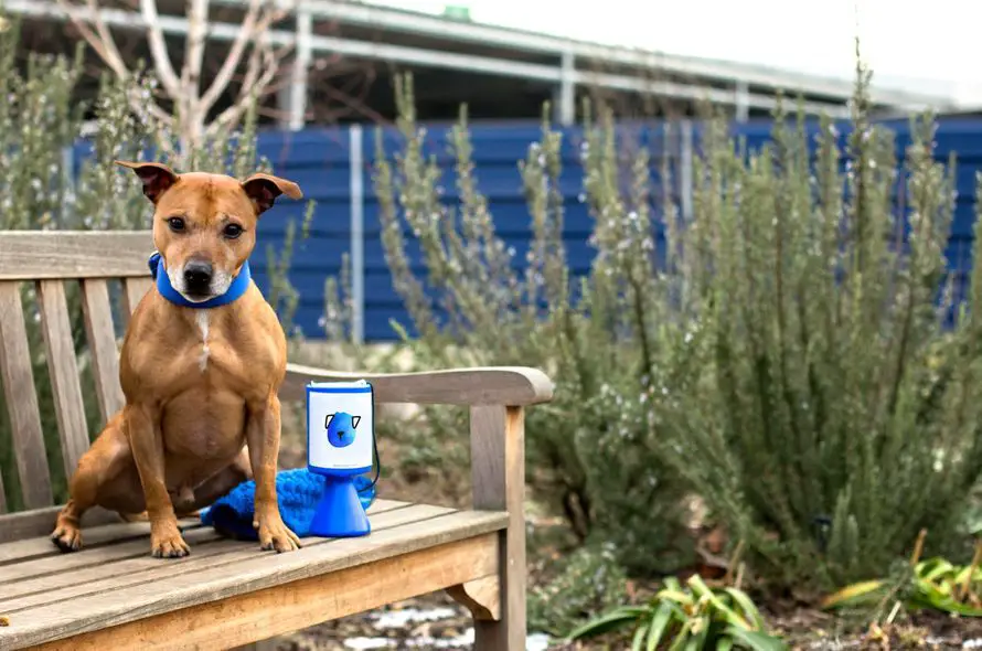 participants in a fundraising run event raise money to help the dogs and cats of battersea.