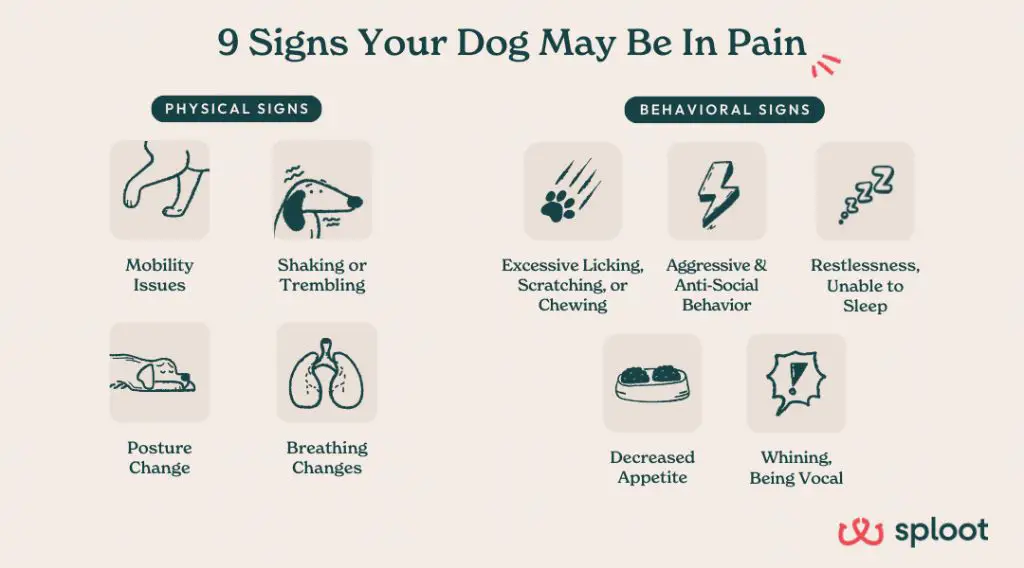pay attention to signs of discomfort in dogs when scruffing.