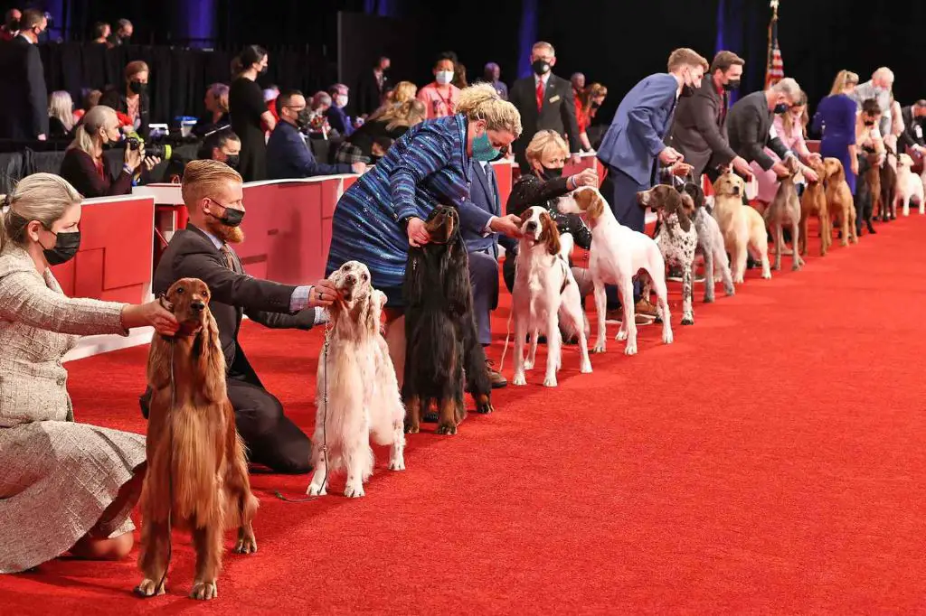 The 2023 AKC Dog Show Schedule. When and Where Your Favorite Breeds