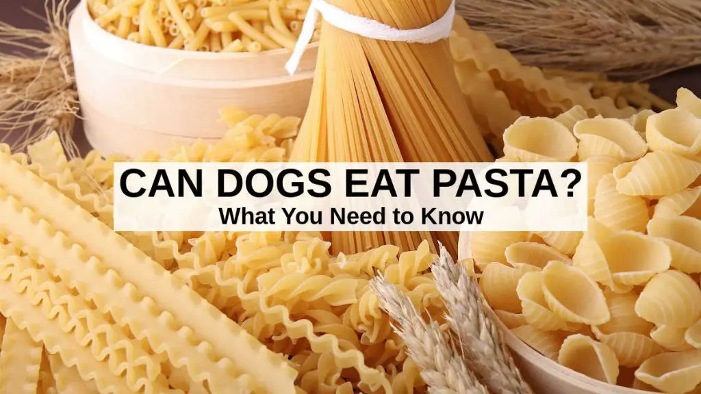 person adding pasta to dog food