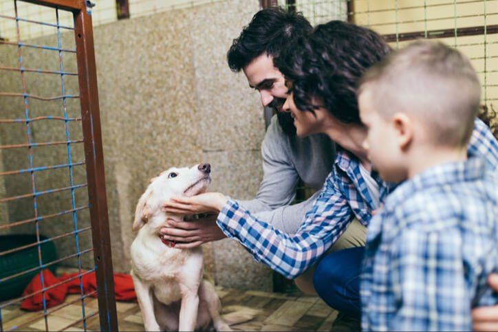 person adopting a dog from an animal shelter