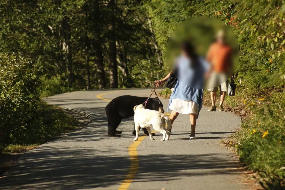 person and dog encountering bear