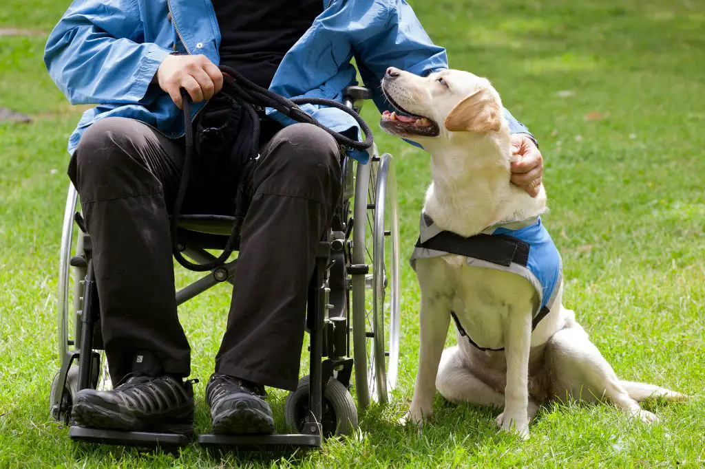 person and service dog bonding