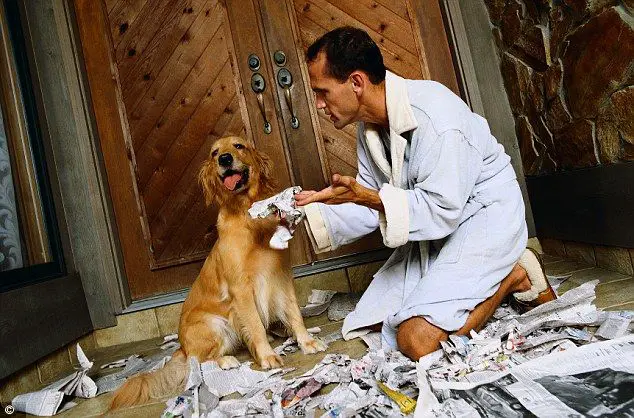 person avoiding eye contact with an unfamiliar dog