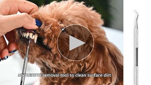 person carefully scraping dog's teeth