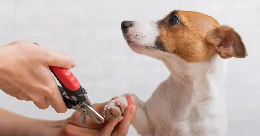 person carefully trimming dog's nail with clipper