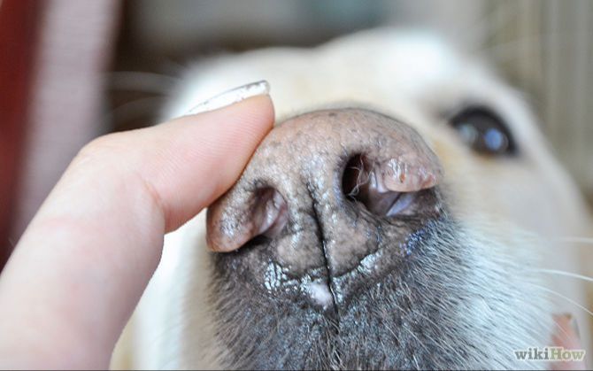 person checking dog's nose