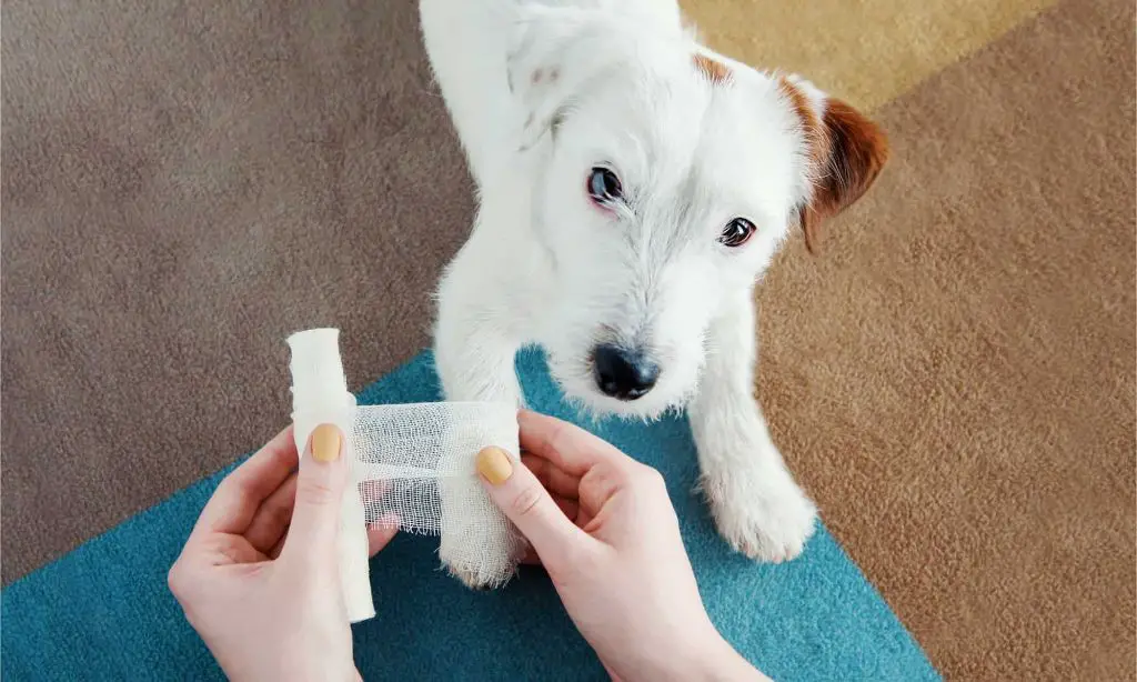 person cleaning dog's wound