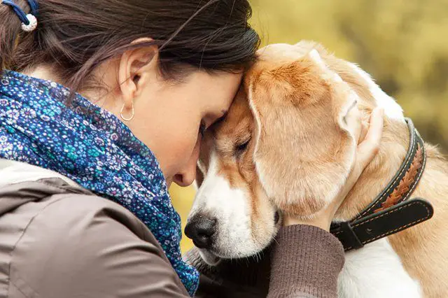 person comforting dog