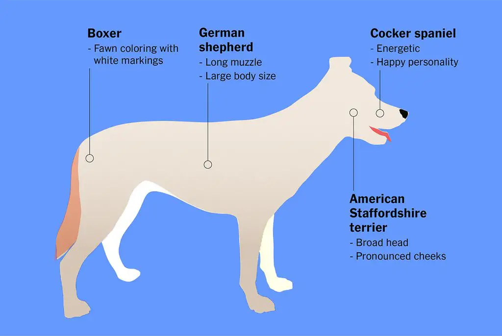 person comparing two dog dna test kits