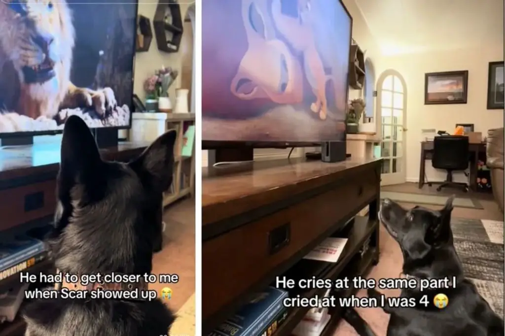 person crying while watching dog movie