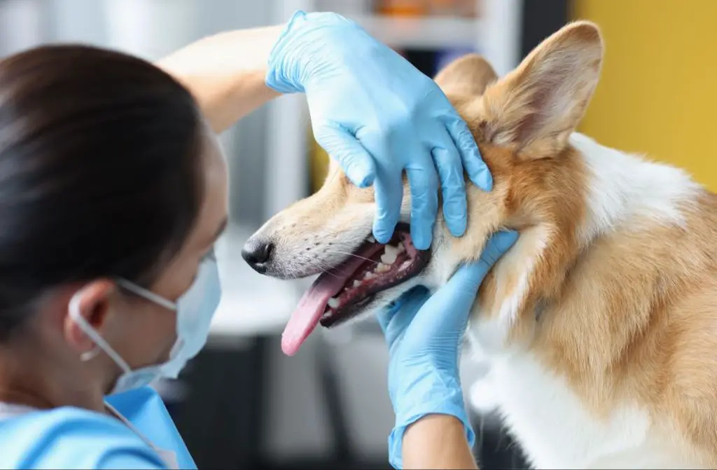 person discussing dog dental cleaning with vet