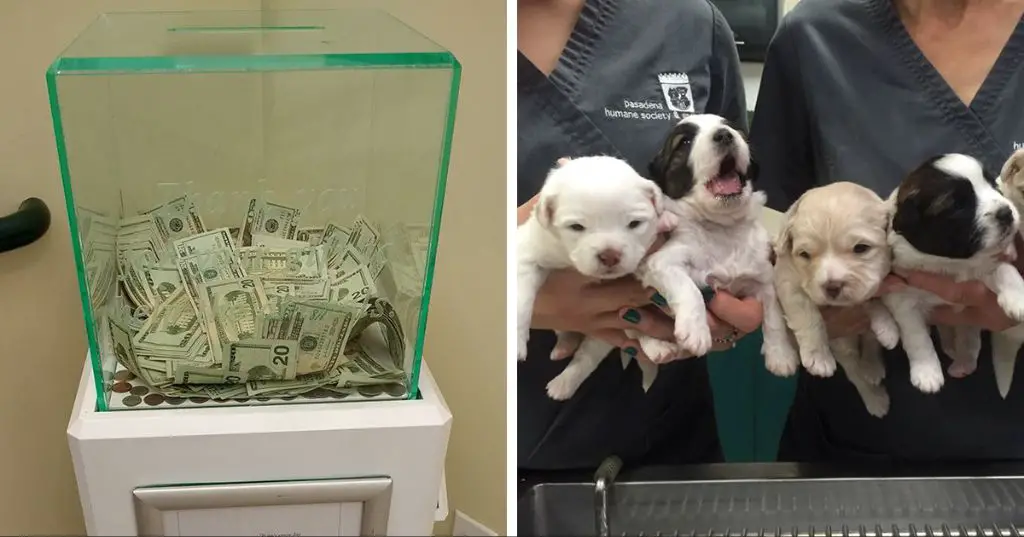 person donating to animal shelter