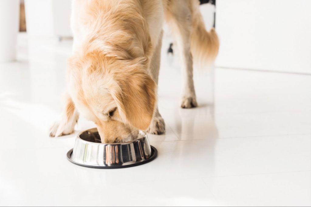 person experiencing illness after eating dog food