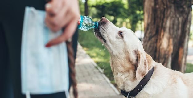 person giving a dog fresh water