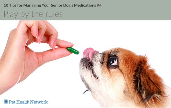 person giving senior dog medication