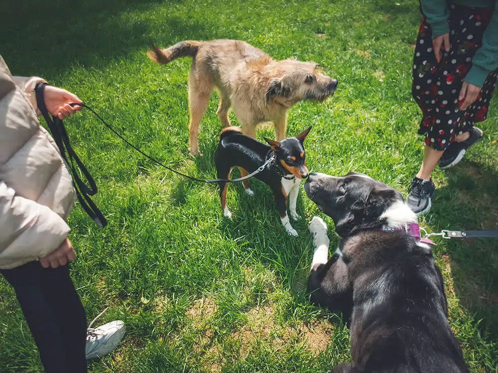 person holding shy puppy on leash meeting new dog