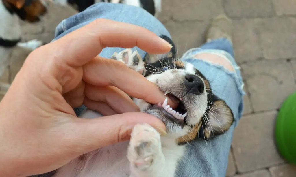 person looking at puppy's teeth