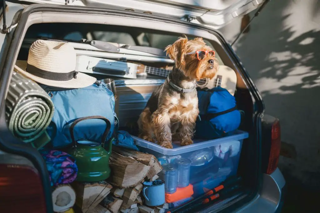 person packing car for road trip with dog