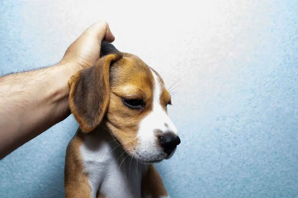 person pinching dog's skin