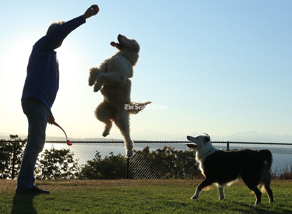 person playing fetch with their dog in a park