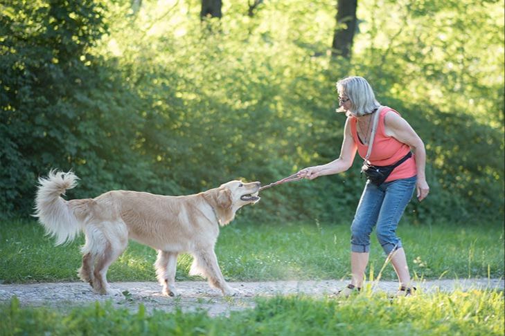 person playing gentle tug of war with senior dog