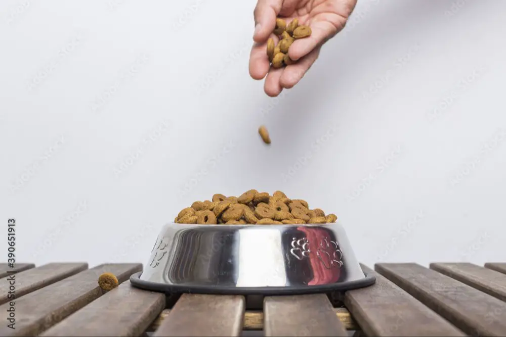 person pouring dry dog food into bowl