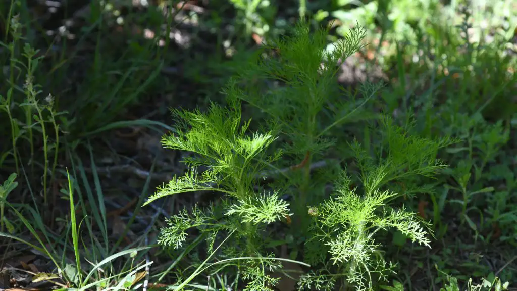 person pulling dog fennel weeds