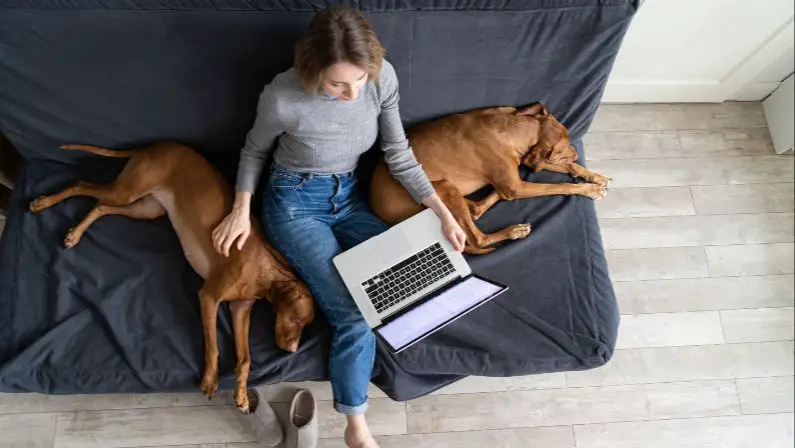 person researching dog breeds on a computer