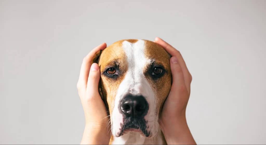 person rewarding a dog with a treat for remaining calm while hearing a loud sound.