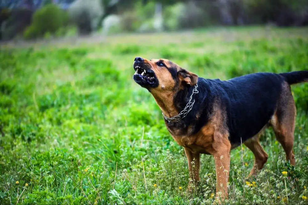 person spraying deterrent on an aggressive dog