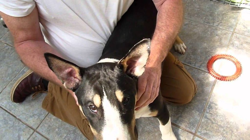 person taping a puppy's ears upright