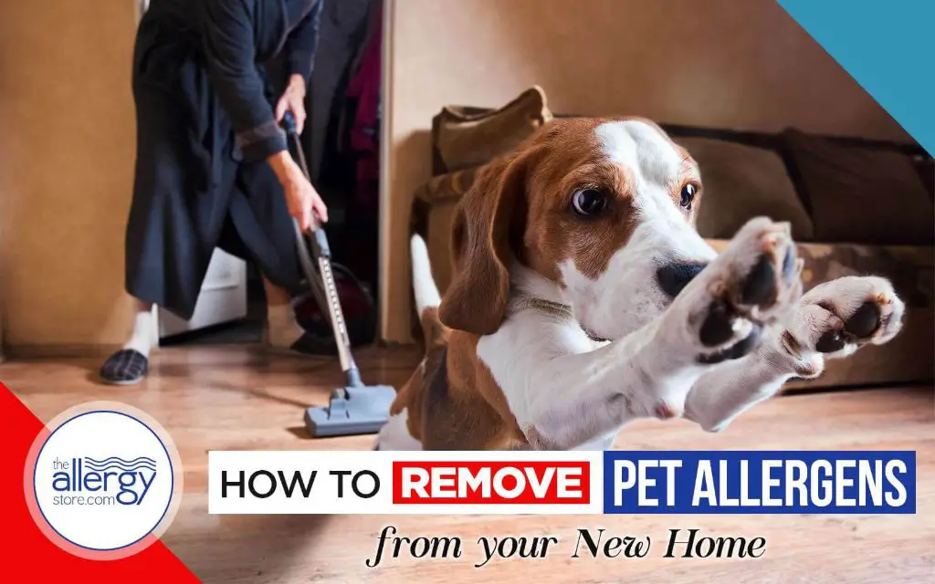 person vacuuming carpet and dog bed to remove allergens