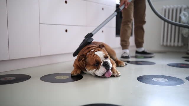 person vacuuming dog on floor