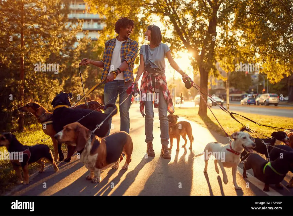 person walking dogs outdoors