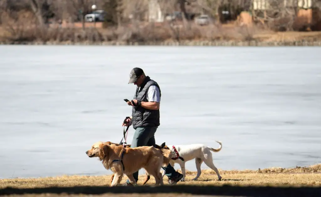 person walking dogs