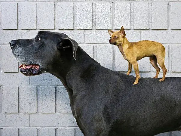 person weighing dog poop on scale