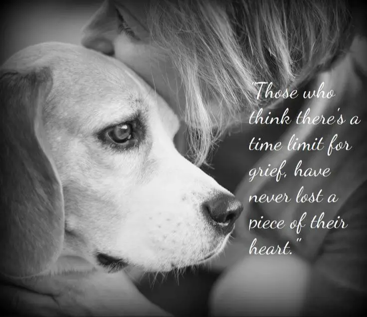 pet loss can be very difficult to cope with. taking time to grieve is important.