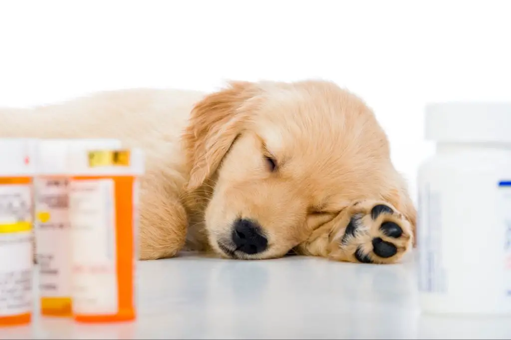 pet medications stored up high in cabinet